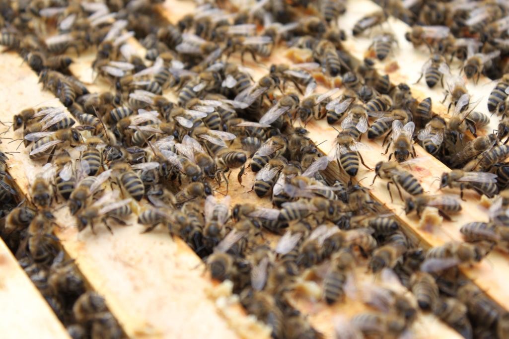 Bienenstock mit vielen Bienen