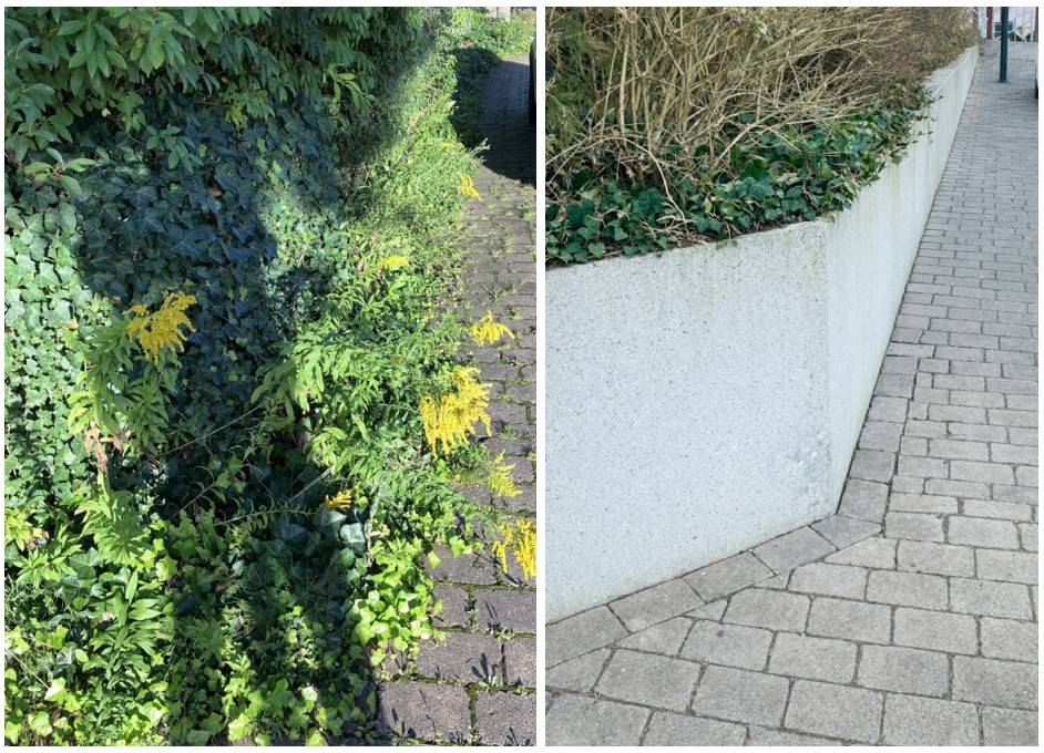 Heckenschnitt vorher/nachher