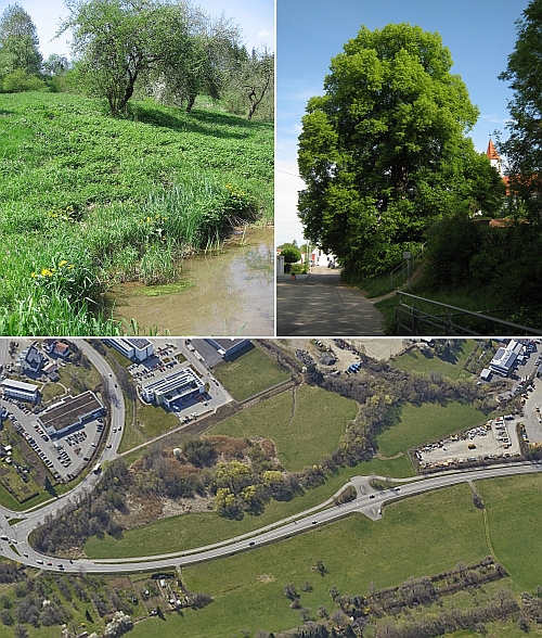 Collage mit drei Bildern, Grünfläche am Wasser, großer Lindenbaum und Luftbild mit Grünfläche und angrenzender Bebauung