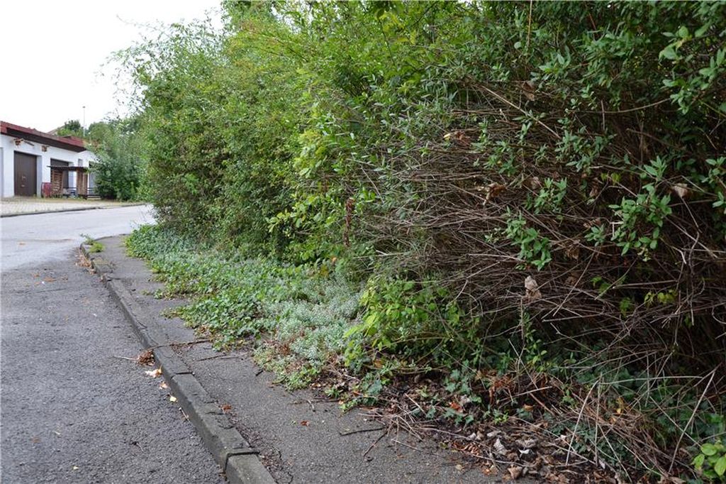 Heckenüberhang beeinträchtigt  die Nutzbarkeit des Gehweges 