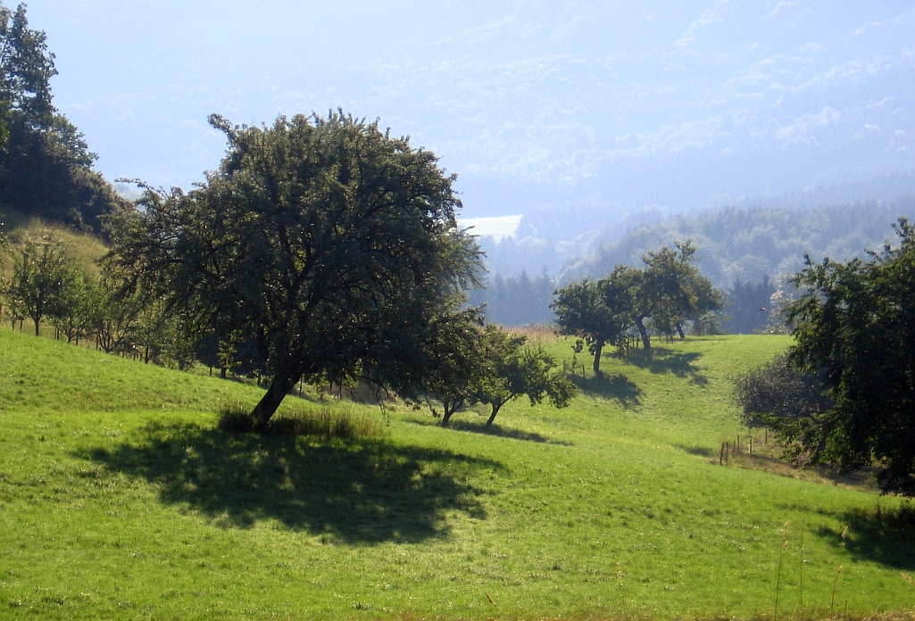 Bäume auf grüner Wiese