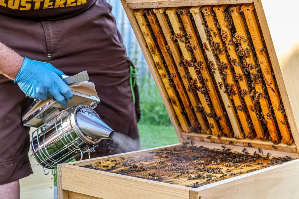 Bienenwissen gibts auch künftig in den Erlebnisauen (Bild: Bossenmaier)