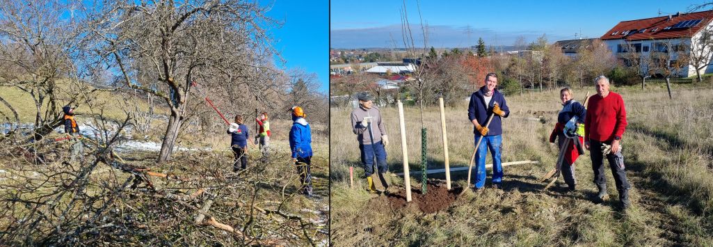 Mistelentfernung und Jungbaumpflanzung (Bild:BuFZ)