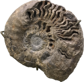 Fossil Fossil